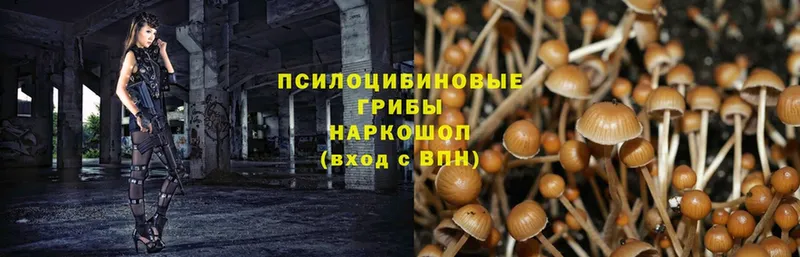 Псилоцибиновые грибы Magic Shrooms  мега маркетплейс  Бронницы 